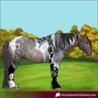 Horse Color:Brown Tobiano Rabicano