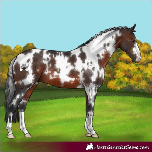 Horse Color:White Spotted Brown 
