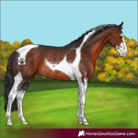 Horse Color:Brown Sabino Tobiano Rabicano 