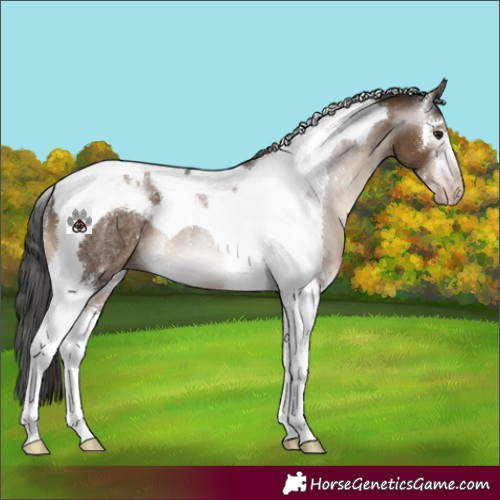 Horse Color:Gray Classic Champagne Sabino Tobiano Rabicano 