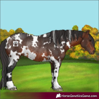 Horse Color:White Spotted Brown Rabicano 
