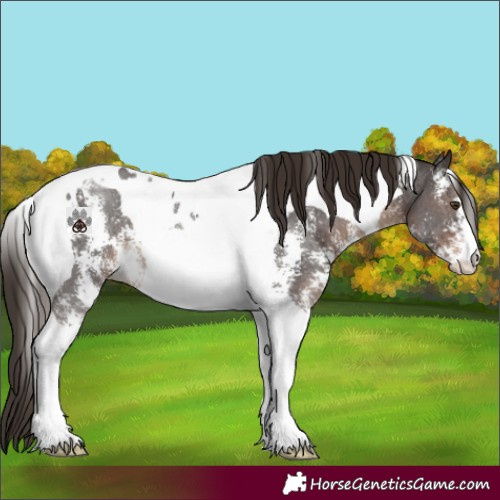 Horse Color:Liver Chestnut Sabino Tobiano Rabicano 