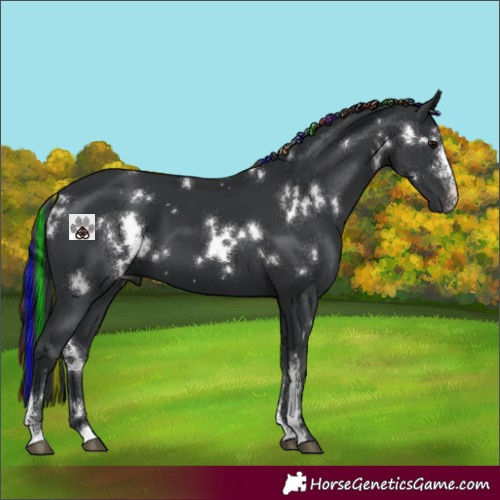Horse Color:Painted White Spotted Black Sabino 