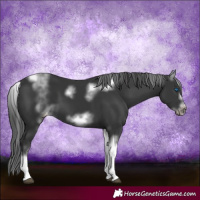 Horse Color:White Spotted Black Splash Tobiano Frame Varnish 