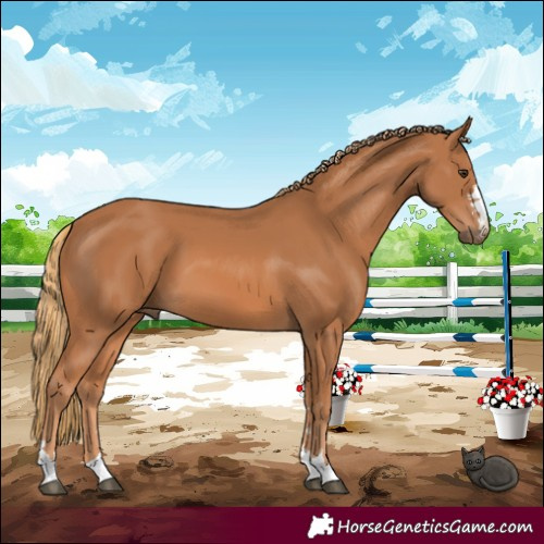 Horse Color:Chestnut 