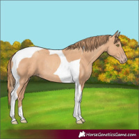 Horse Color:Gold Champagne Tobiano Rabicano