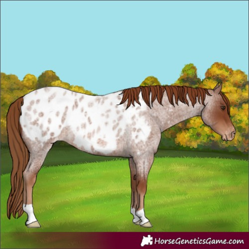 Horse Color:Red Roan Appaloosa 