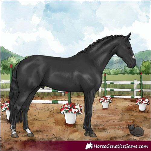 Horse Color:Black 