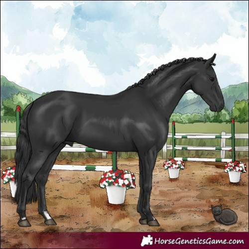 Horse Color:Black 