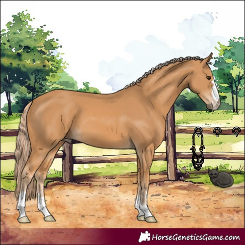 Horse Color:Chestnut 