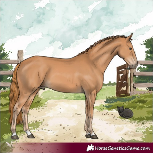 Horse Color:Chestnut 