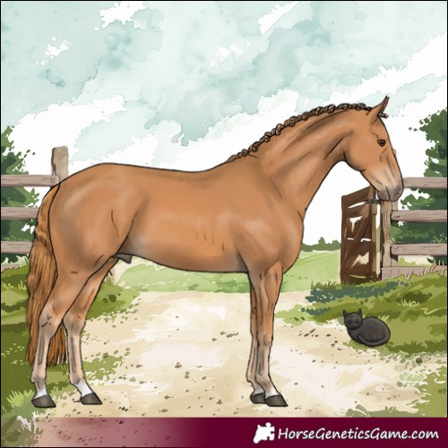 Horse Color:Chestnut 