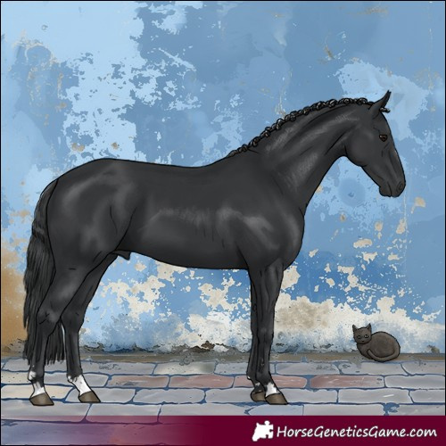 Horse Color:Black 