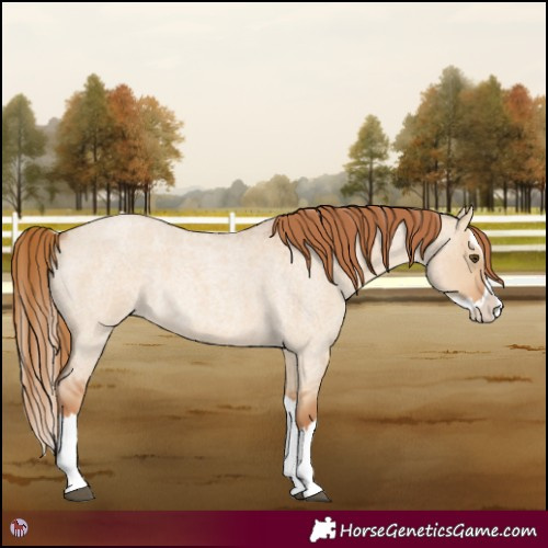 Horse Color:Red Dun Roan Splash Rabicano 