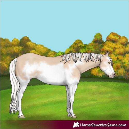 Horse Color:Silver Classic Champagne Dun Splash Frame 