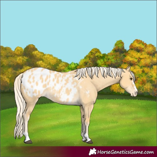 Horse Color:Palomino Dun Appaloosa 