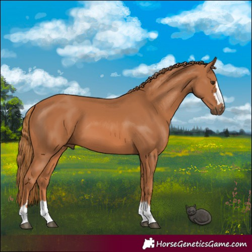 Horse Color:Chestnut 