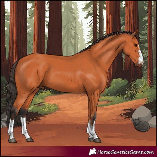 Horse Color:Bay 