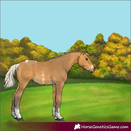 Horse Color:Unknown 