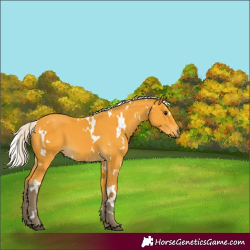 Horse Color:Unknown 