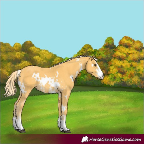 Horse Color:White Spotted Palomino Sabino