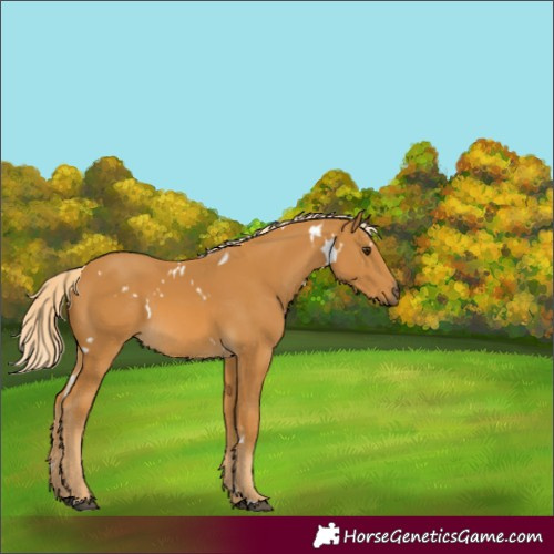 Horse Color:Unknown