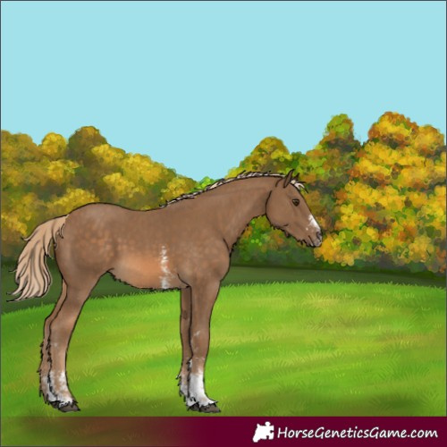 Horse Color:Chocolate Palomino Sabino