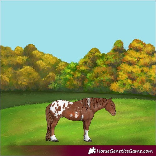 Horse Color:Chestnut Tobiano Appaloosa