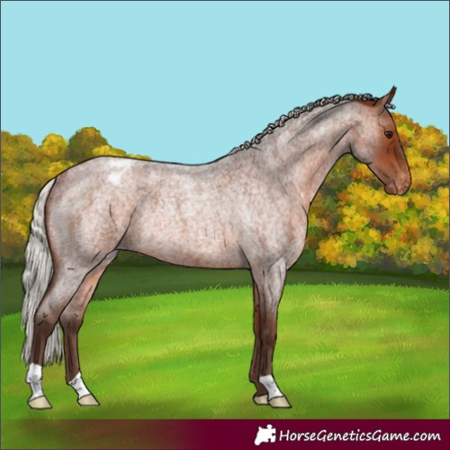 Horse Color:Silver Bay Roan Appaloosa Rabicano 