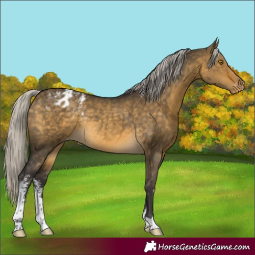 Horse Color:Silver Buckskin Dun Sabino Appaloosa Rabicano 
