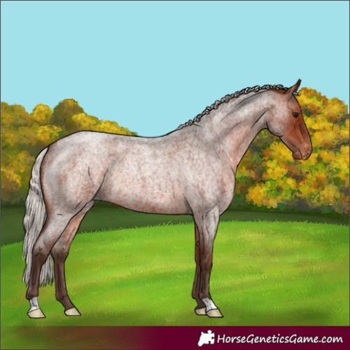 Horse Color:Silver Brown Roan Appaloosa Rabicano 