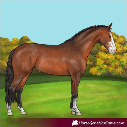 Horse Color:Bay Sabino Varnish Rabicano 