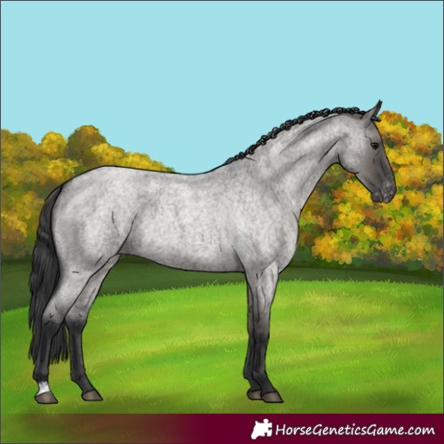 Horse Color:Grullo Roan Appaloosa Rabicano 