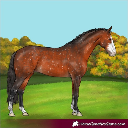Horse Color:Bay Sabino Snowflake Varnish Rabicano 