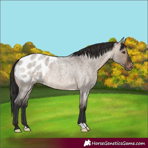 Horse Color:Brown Roan Dun Blanket Rabicano 