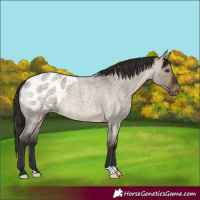 Horse Color:Brown Roan Dun Blanket Rabicano
