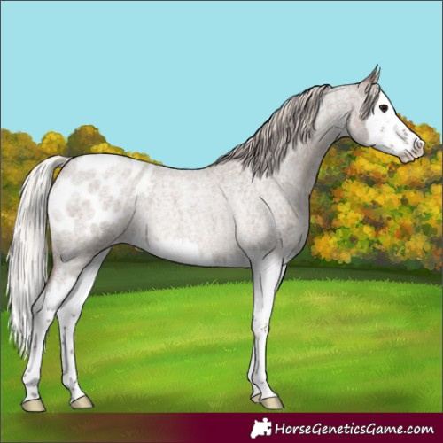 Horse Color:Silver Grullo Roan Splash Appaloosa Rabicano 