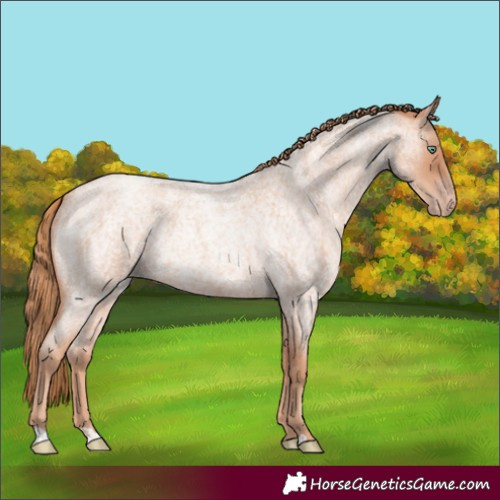 Horse Color:Gold Champagne Roan Rabicano 
