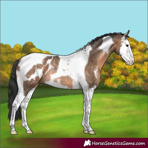 Horse Color:Brown Dun Sabino Splash Tobiano Blanket Rabicano 