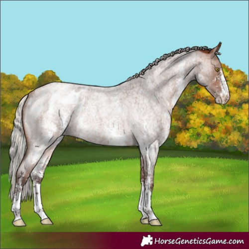 Horse Color:Silver Bay Roan Sabino Appaloosa Rabicano 