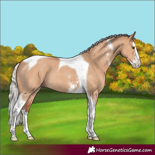 Horse Color:Silver Bay Dun Sabino Splash Tobiano Rabicano 