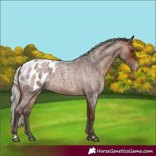 Horse Color:Silver Brown Roan Appaloosa Rabicano 