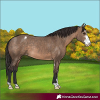 Horse Color:Brown Dun Sabino Appaloosa Rabicano 