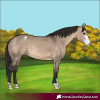 Horse Color:Brown Dun Sabino Appaloosa Rabicano 