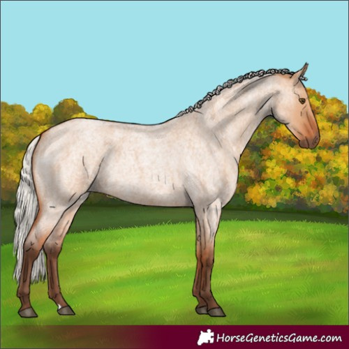 Horse Color:Silver Bay Roan Dun Rabicano 