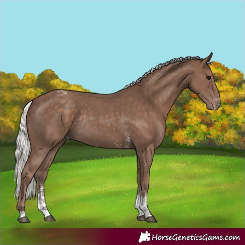 Horse Color:Silver Black Sabino Appaloosa Rabicano 