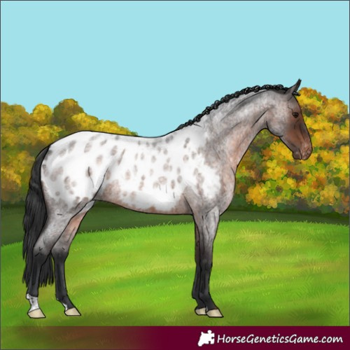 Horse Color:Brown Roan Appaloosa Rabicano 