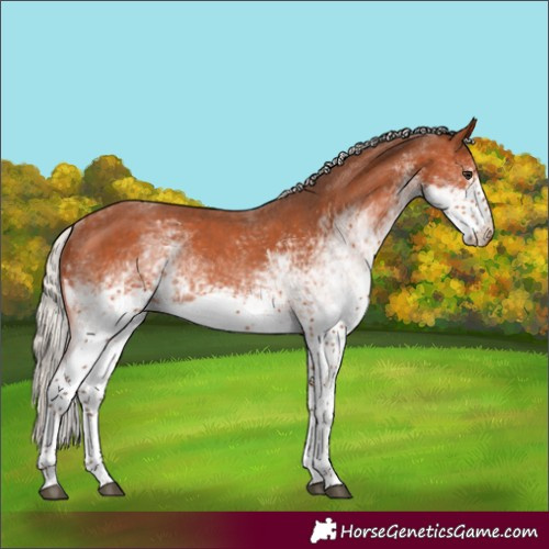 Horse Color:White Spotted Silver Bay Sabino Rabicano 