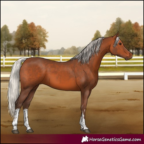 Horse Color:Silver Brown Sabino Tobiano Rabicano 