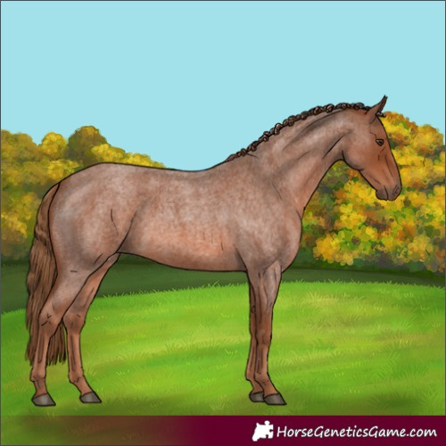 Horse Color:Red Roan Rabicano 